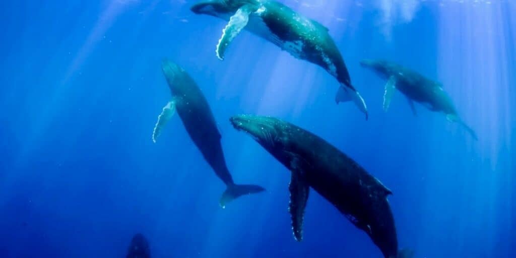 group of whales