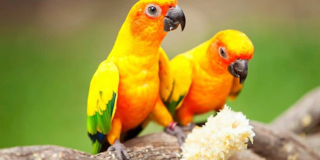 Conures