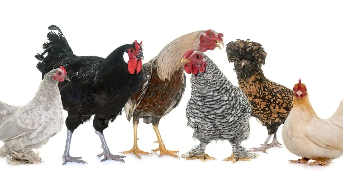 What is a Group of Chickens Called?