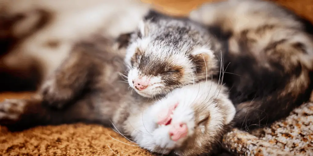 GROUP OF FERRETS