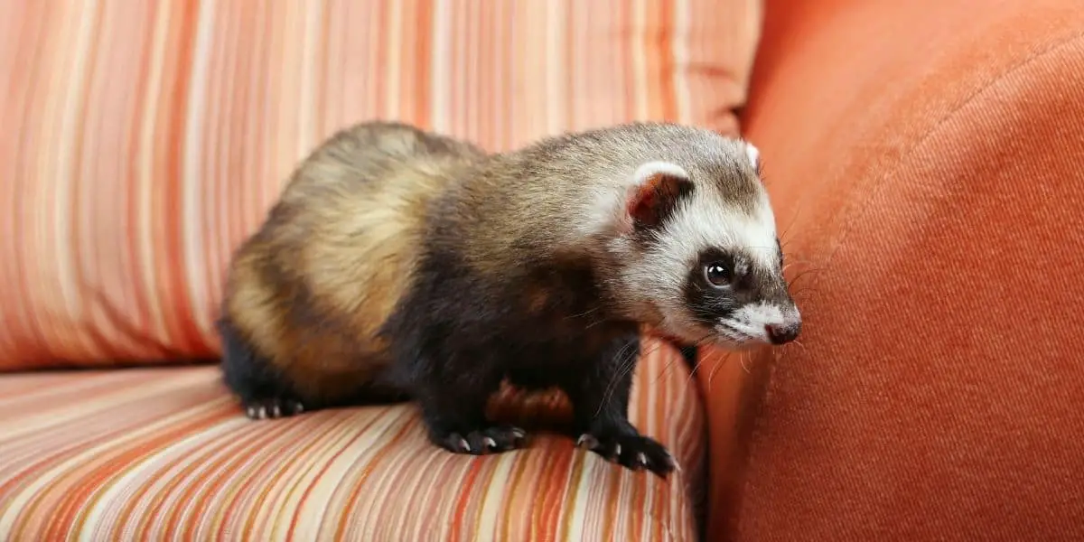 ferret in a house