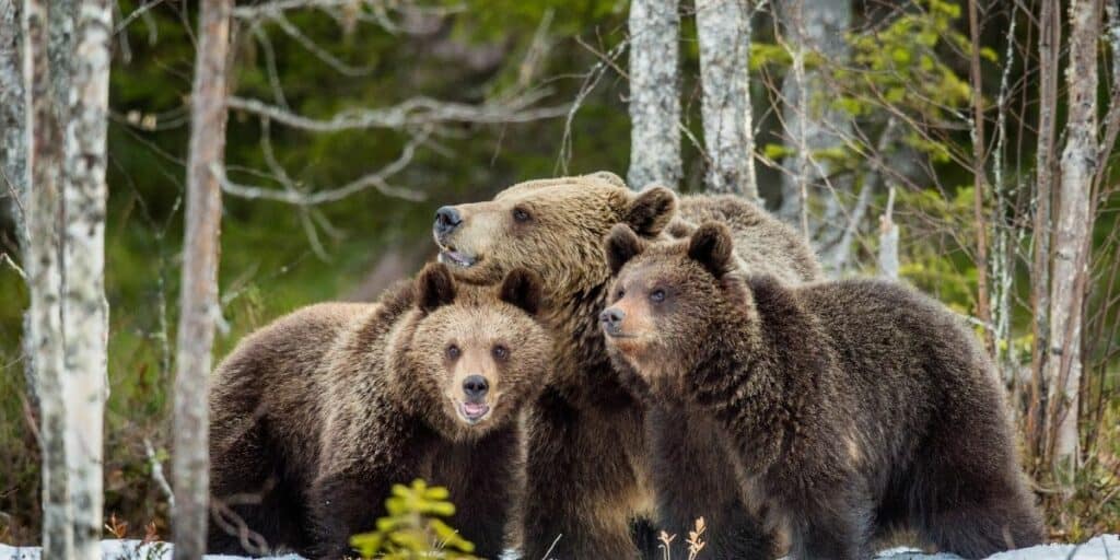 group of bears