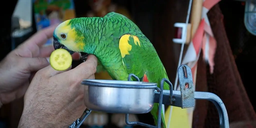 parrot eating cucumber