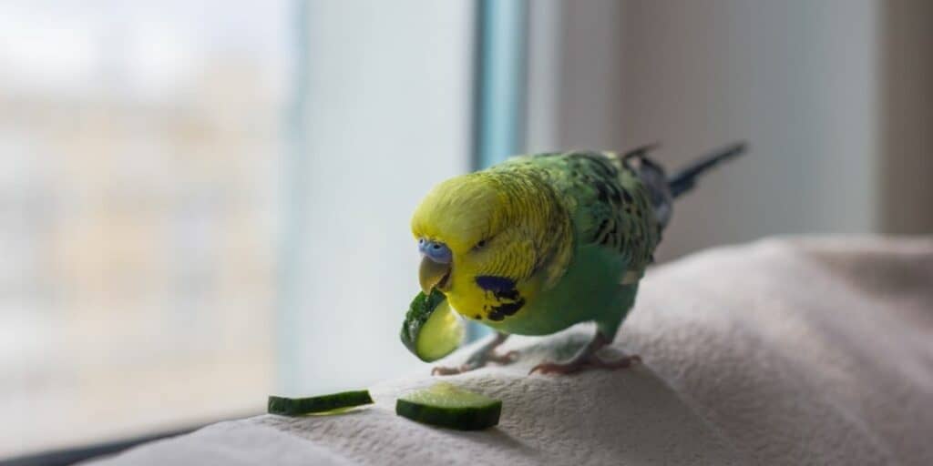 parakeets eating cucumber