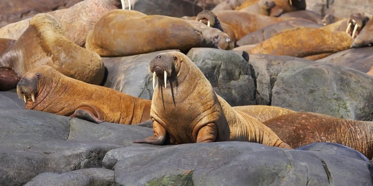 What is a Group of Animals Called? Hutch and Cage