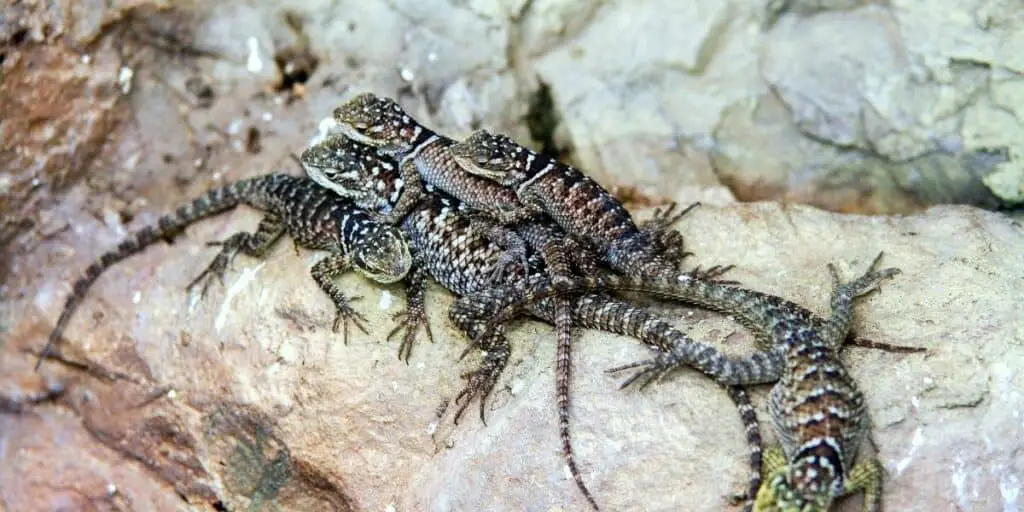 group of lizards