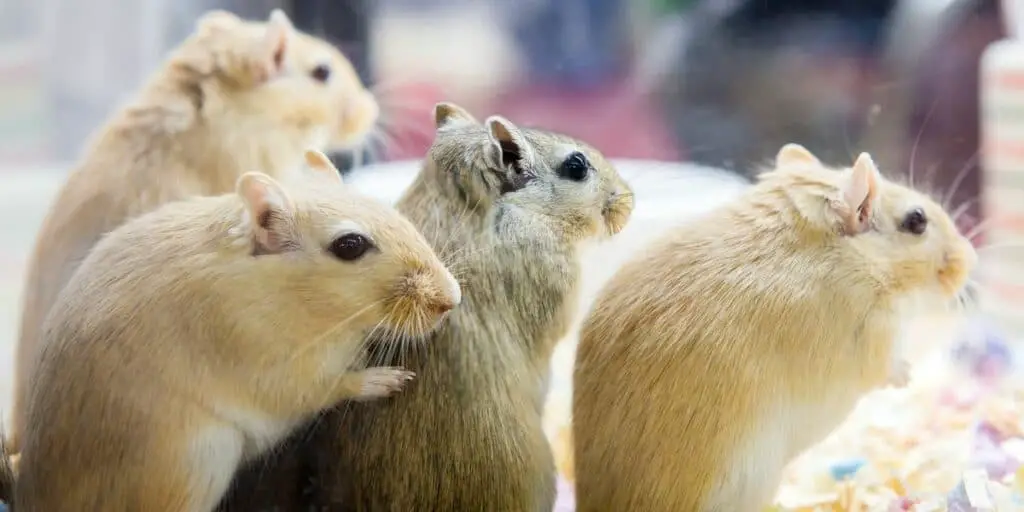 group of gerbils