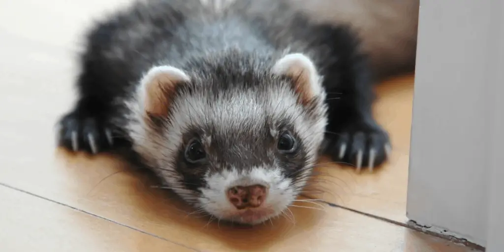 Group of Ferrets Called
