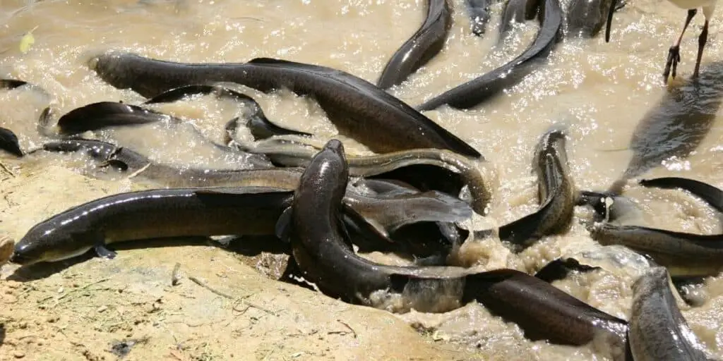 eels