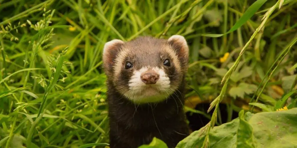 ferret in the wild