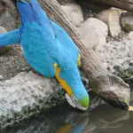 macaw drinking