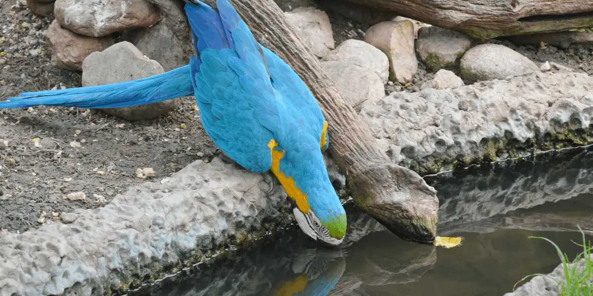 How Much Water Does a Macaw Drink Each Day?