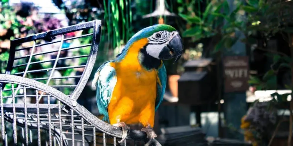 prevue parrot cage