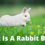rabbit binking