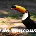 toucan eating