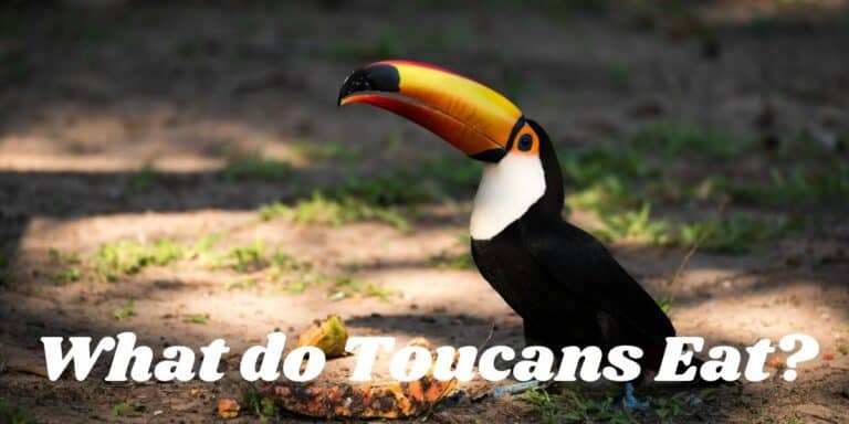 What Do Toucans Eat? ( I was shocked at some foods ) | Hutch and Cage