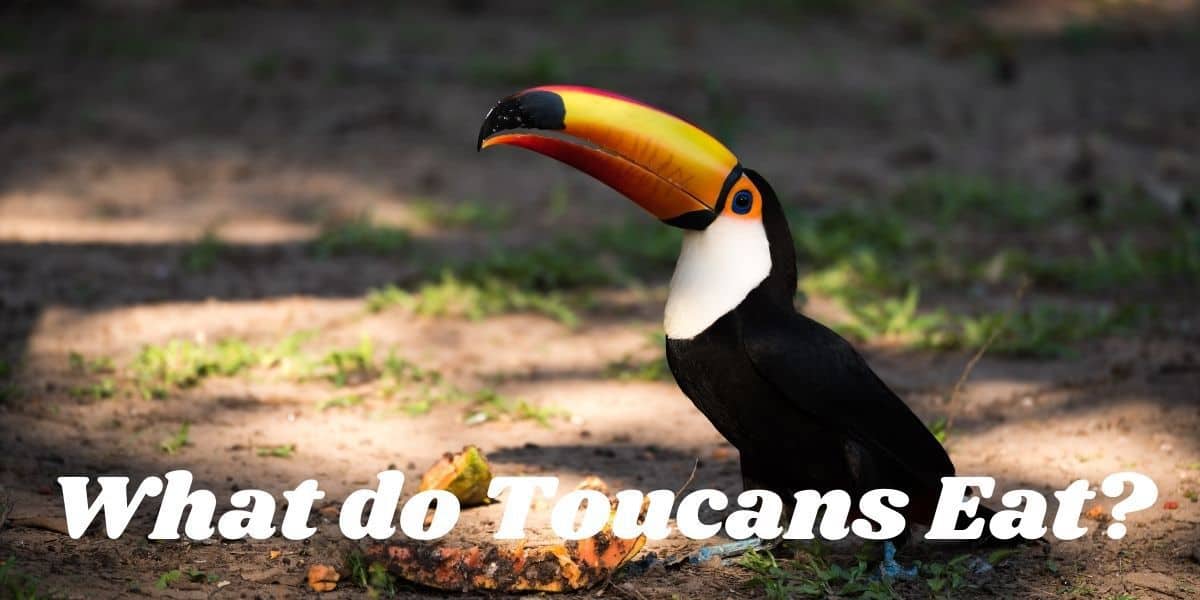 What Do Toucans Eat? ( I was shocked at some foods )