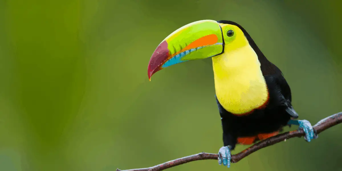 What Do Toucans Eat? ( I was shocked at some foods ) | Hutch and Cage