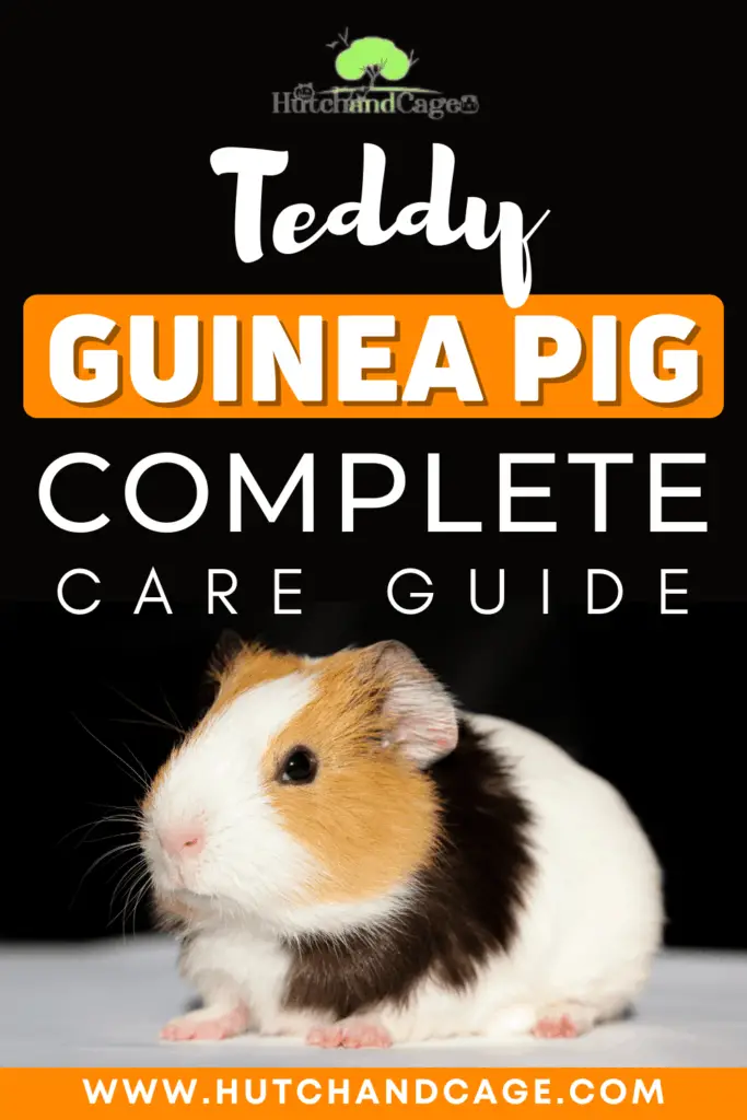 Teddy Guinea Pig Care Guide