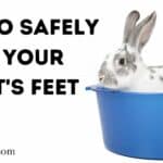 How To Safely Clean Your Rabbit's Feet