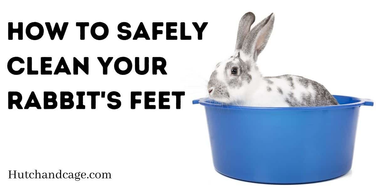 How To Safely Clean Your Rabbit's Feet