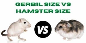 Gerbil Size vs Hamster Size