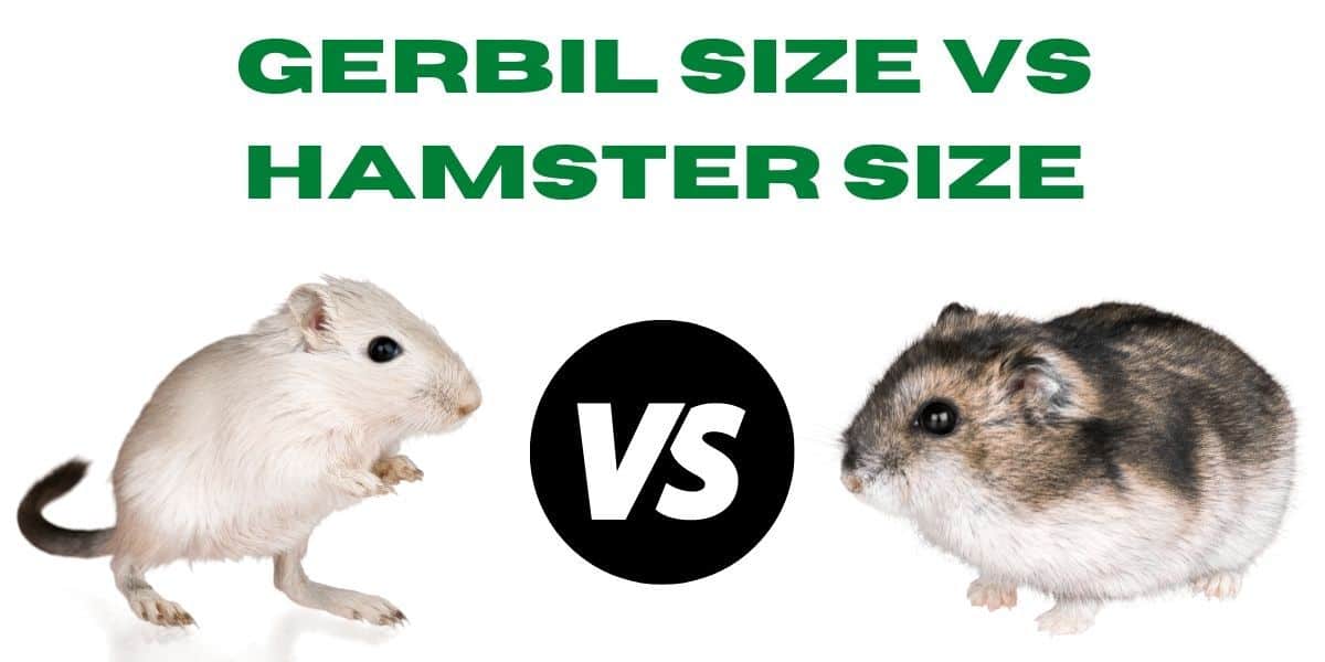 Gerbil Size vs Hamster Size ( List of Rodent Sizes )