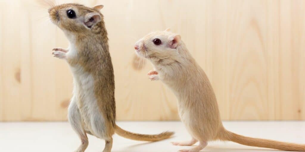 why do gerbils kill each other
