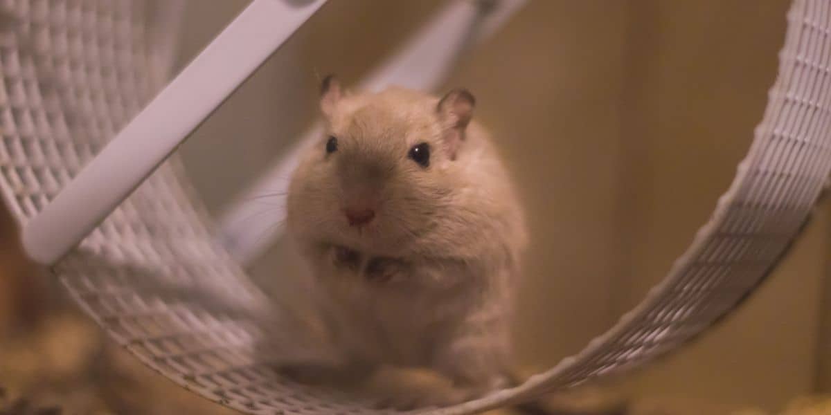 Do Gerbils Need A Wheel? ( Read before buying one )