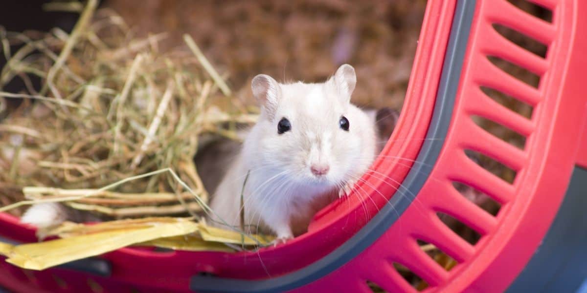 Gerbil vs Mouse: Which is the Best Pet?
