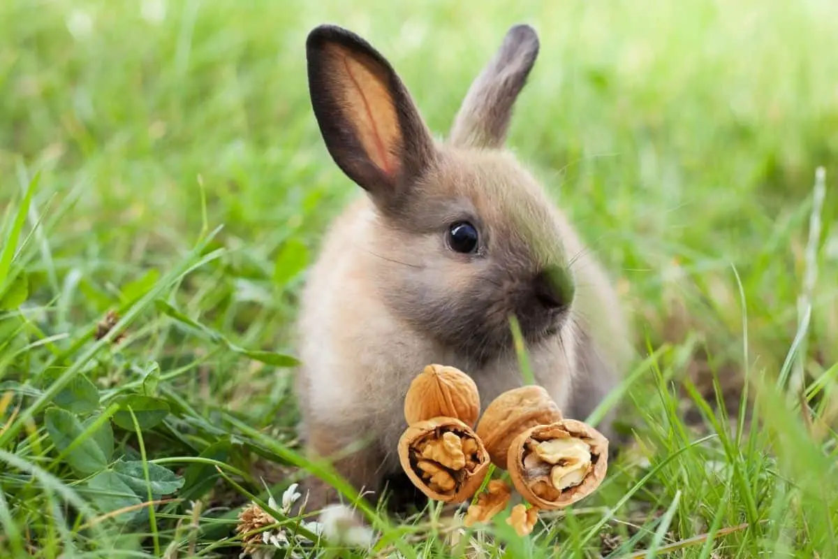 can rabbits eat walnuts