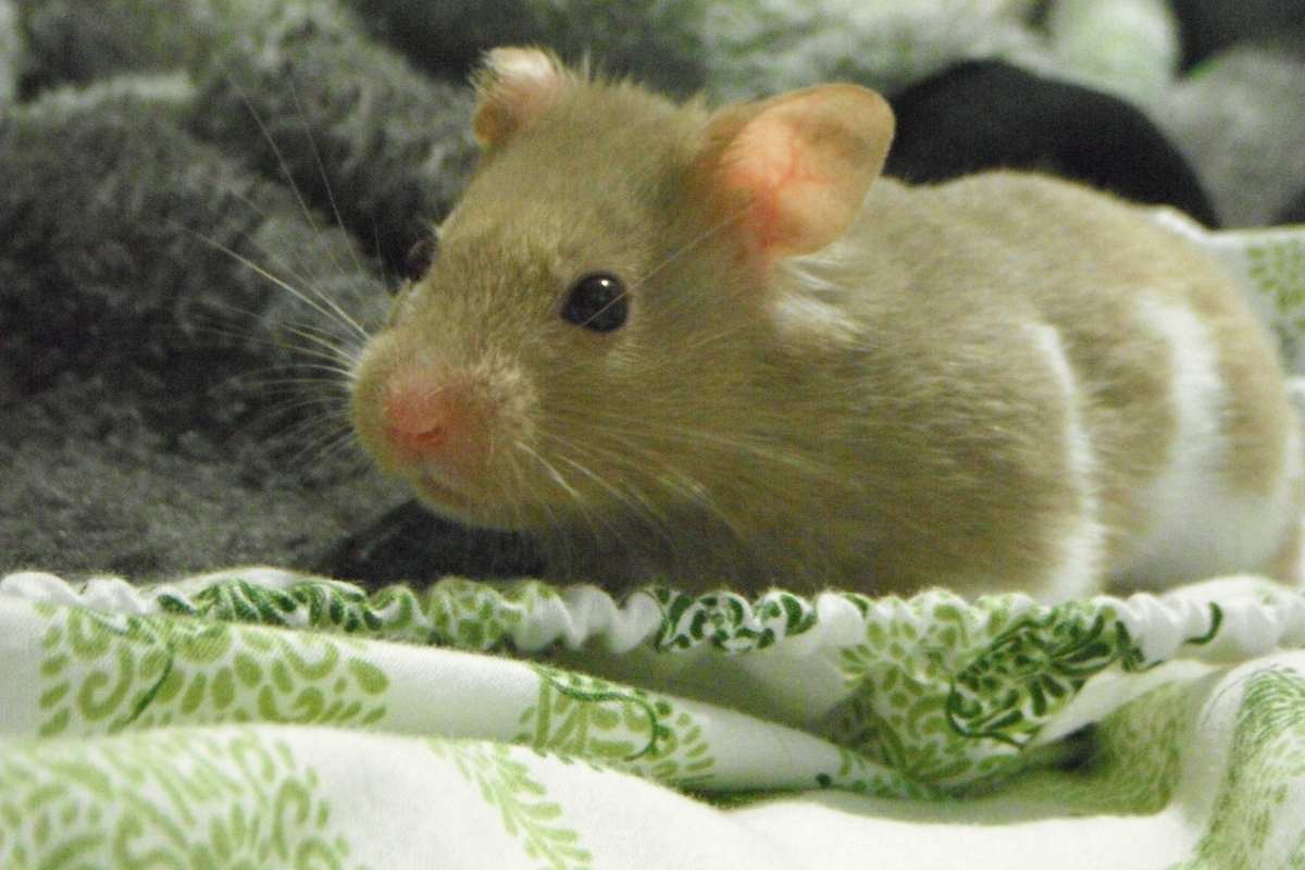Do hamsters cry? ( Read this study )