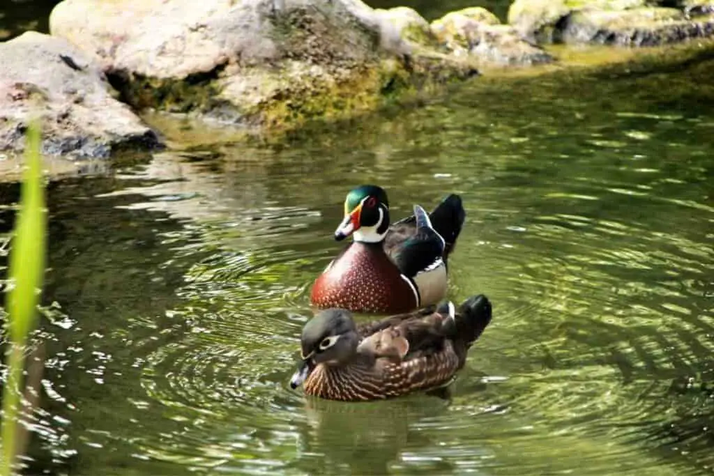 ducks in pond