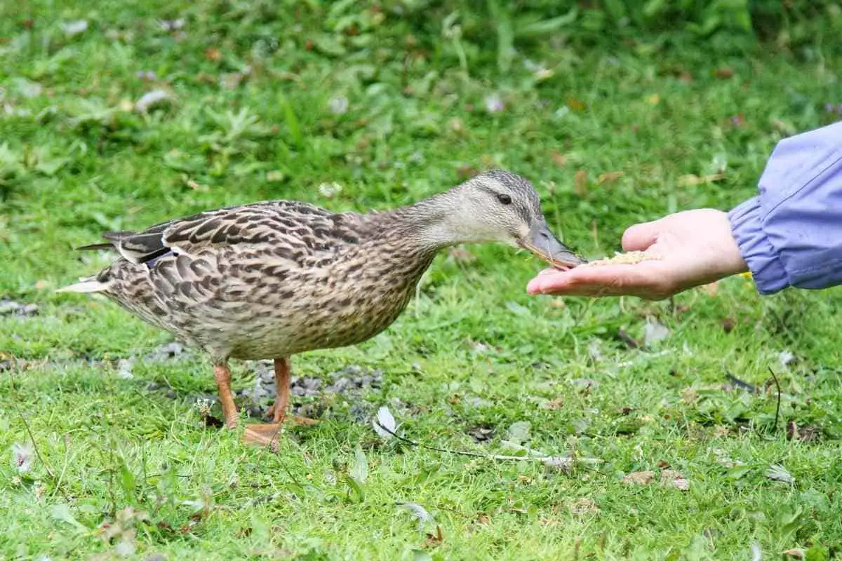 feeding a duck