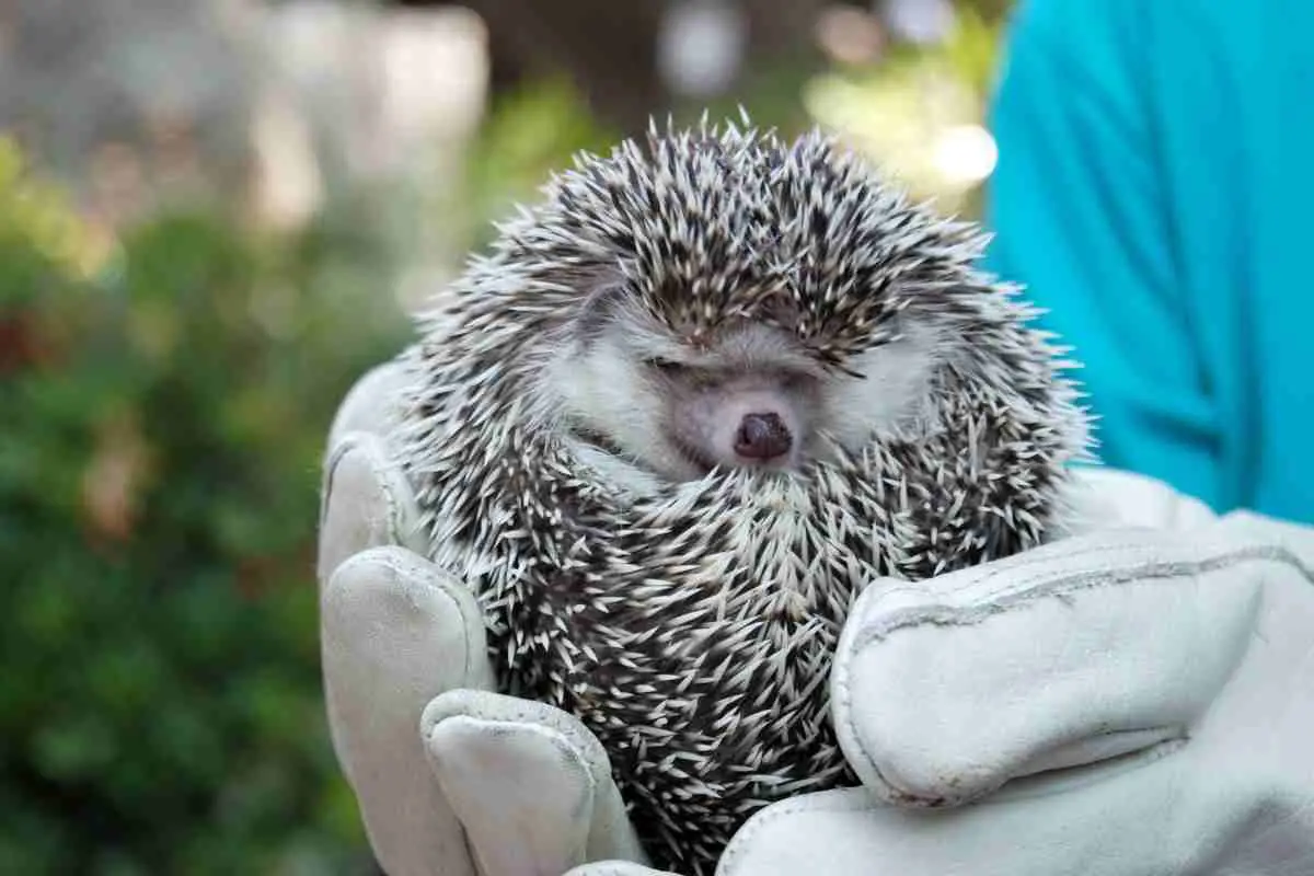 holding a hedgehog