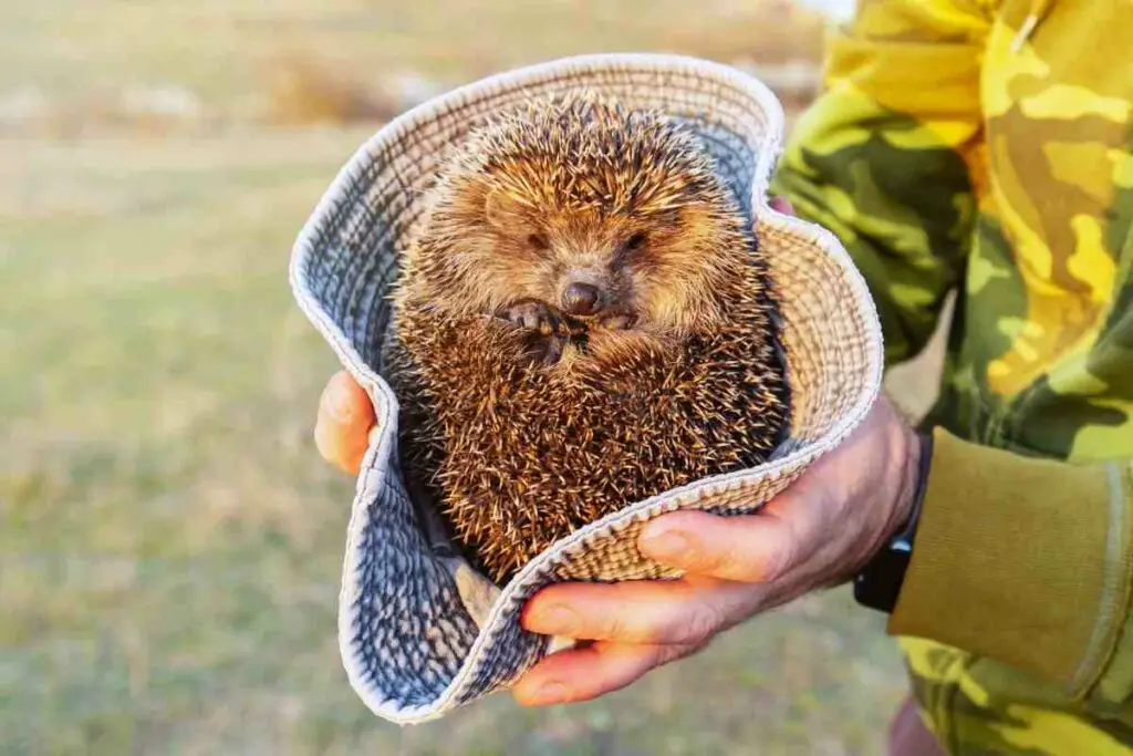 holding a hedge hog