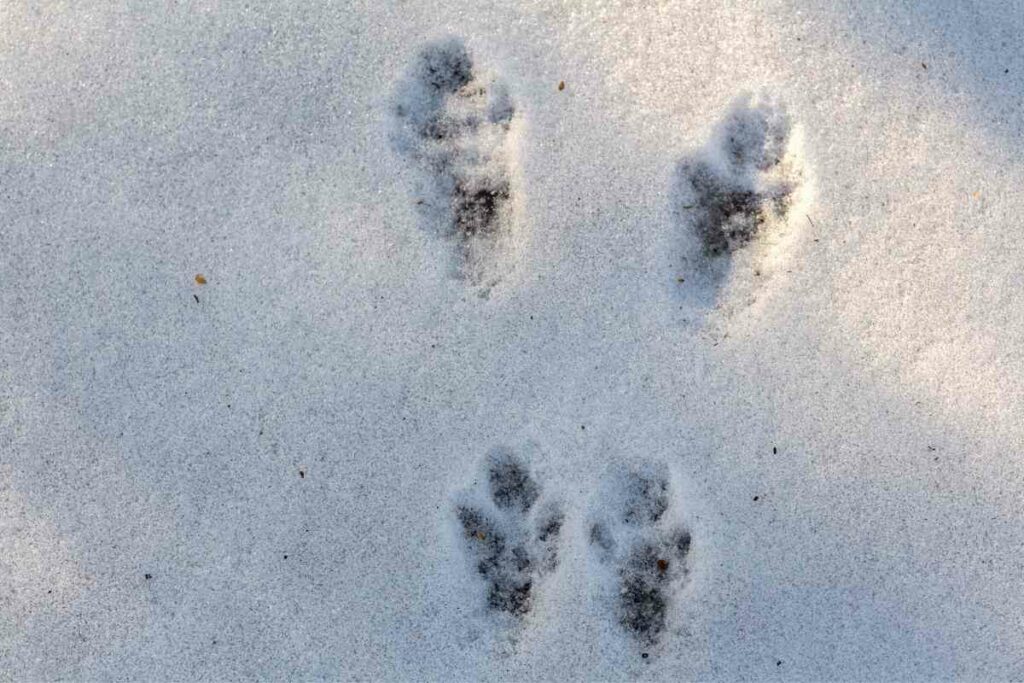 Animal trace in snow