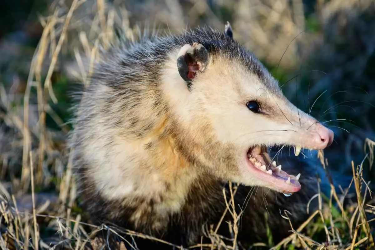 Are Possums Dangerous to Dogs?