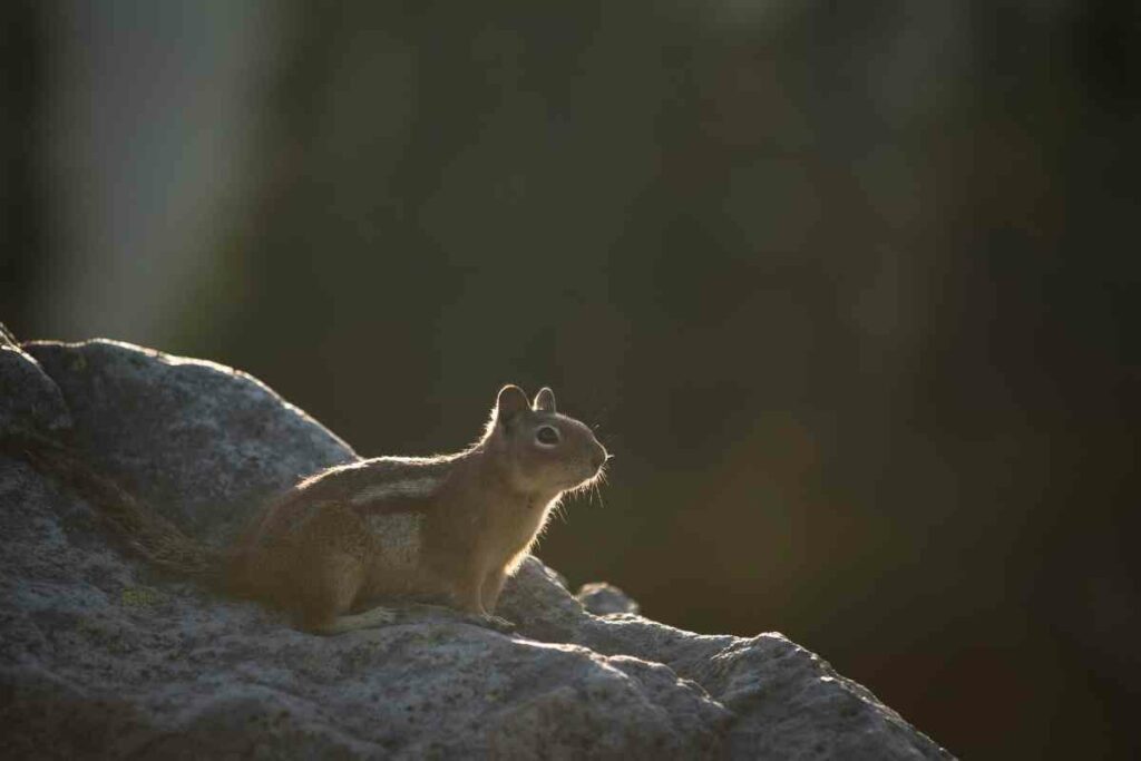 Chipmunk eat bird seed at night