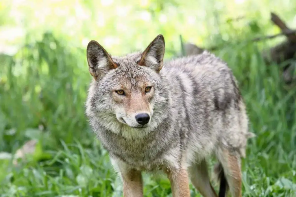 What Are Coyotes Like as Pets?