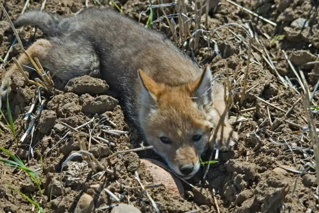 Baby coyote laying around