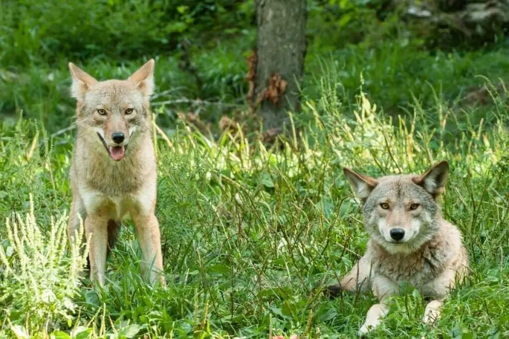 Coyote laws for pet owners
