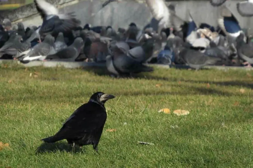 Are Pigeons Always the Innocent Bird?