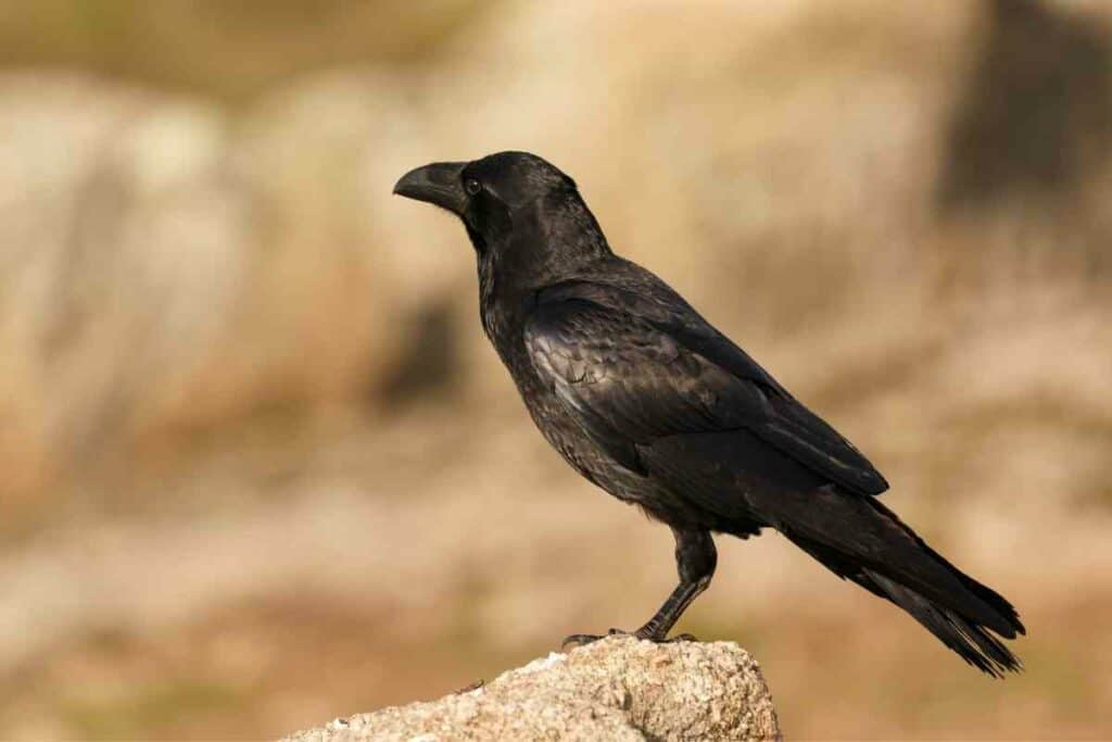 Crows habitat facts