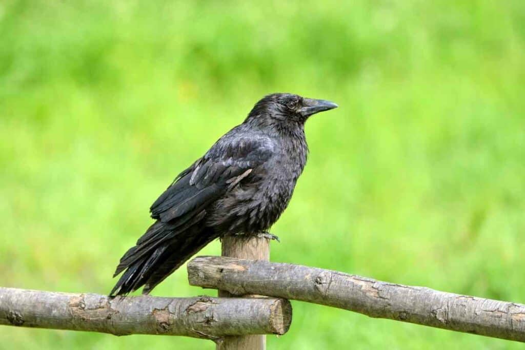 Are Crows Considered Pests?