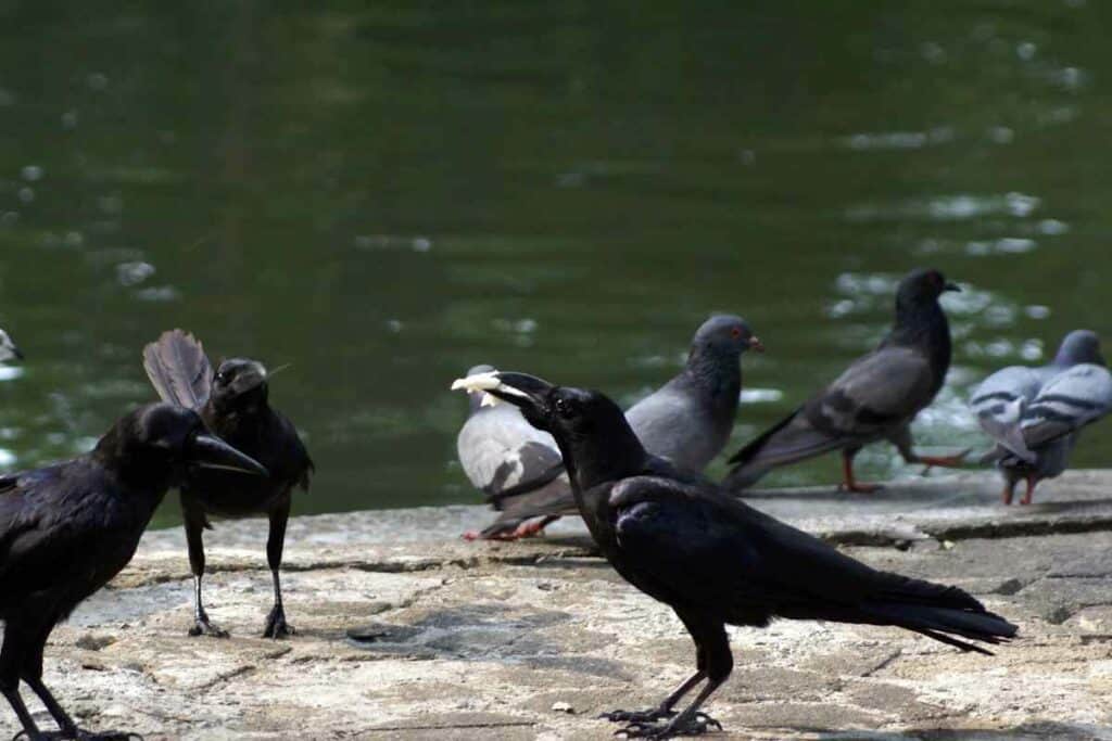 Do Crows Attack Pigeons? (Crow and Raven Behaviors)