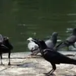 Do Crows Attack Pigeons? (Crow and Raven Behaviors)