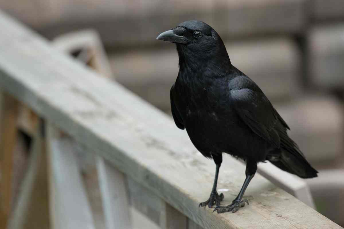 Do crows eat other birds