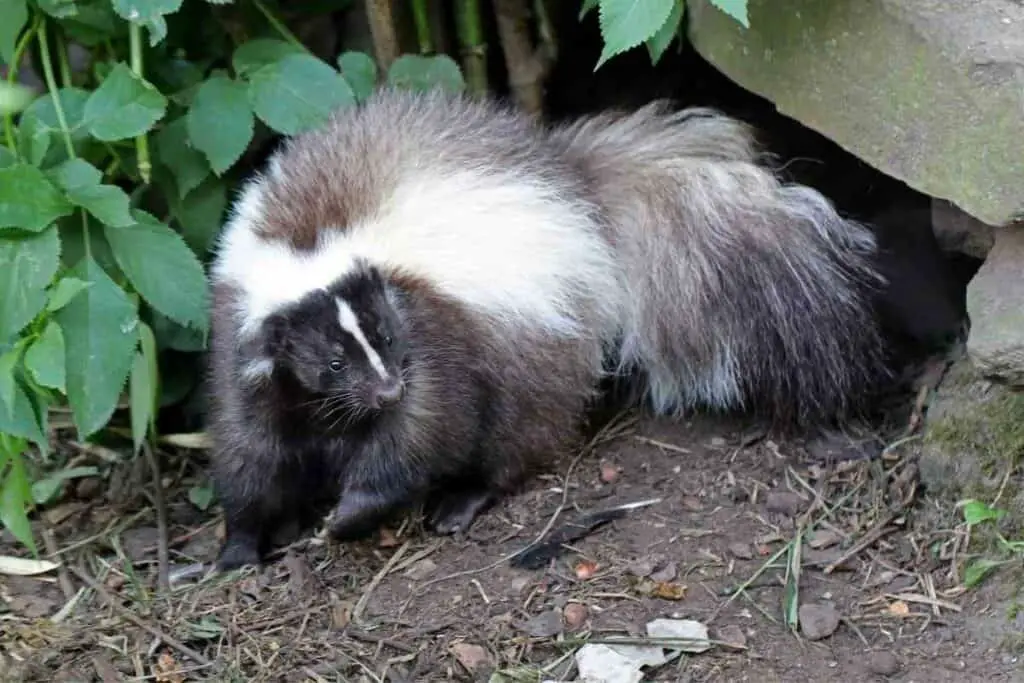 Skunk in backyard