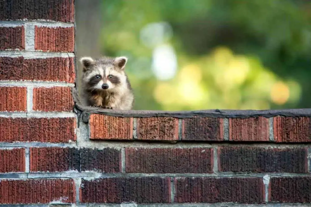 Get rid of raccoons in your backyard
